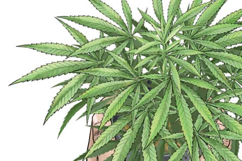 公式 8話無料 東京カンナビス特区 大麻王と呼ばれた男 マンガほっと