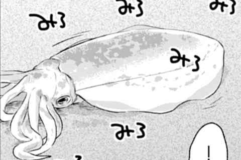 11.釣りたて透き通るアオリイカ